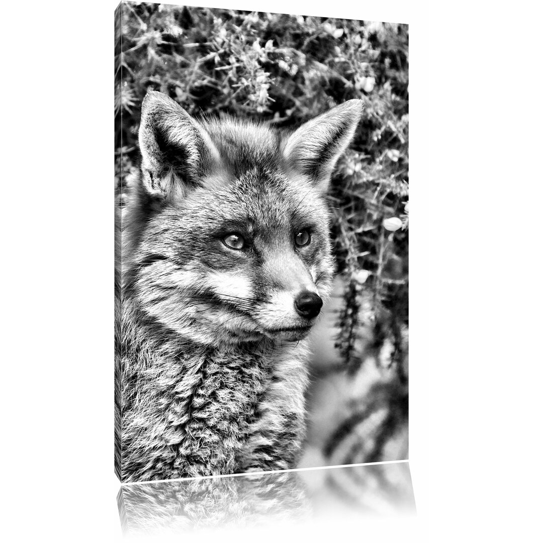 Leinwandbild Aufschauender Fuchs in Monochrom