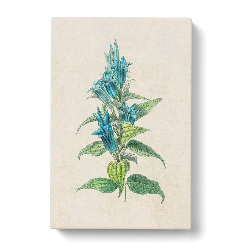 Blue Willow Gentian Flower Illustration - Wrapped Canvas Painting, 50cm H x 35cm W x 3cm D