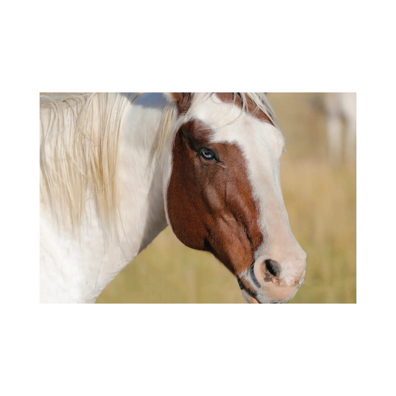 Blue Eyed Beauty II by Susan Vizvary - Wrapped Canvas Print, 152.5 cm H x 101.5 cm W
