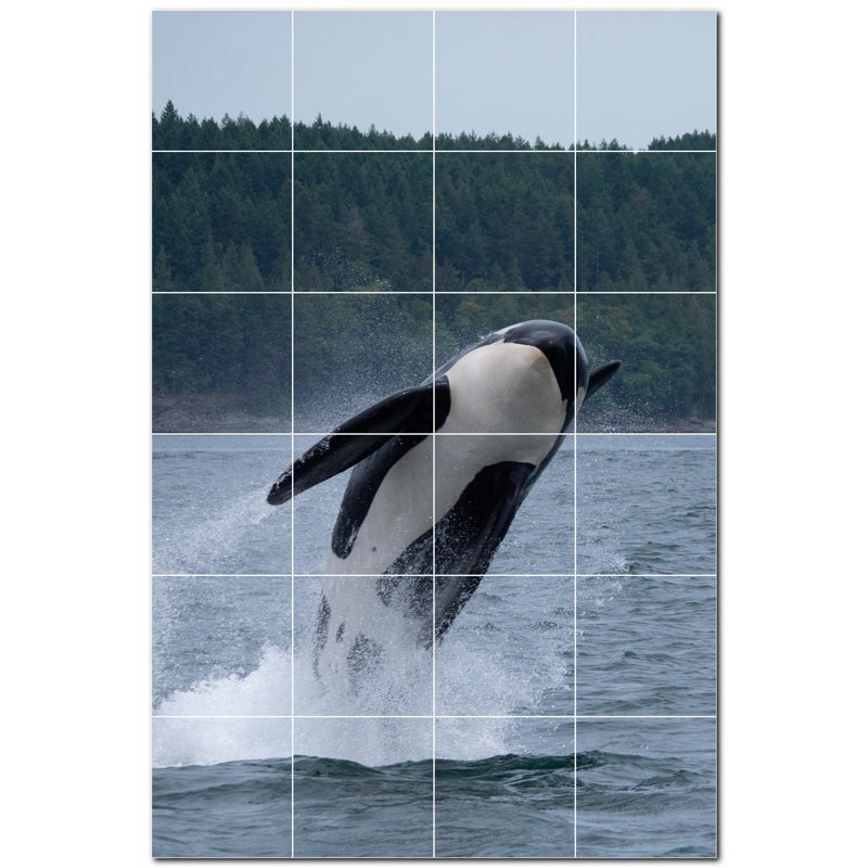 Baleine photo 6 x 6