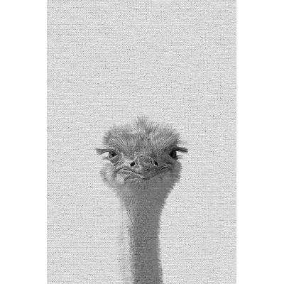 " Grumpy Ostrich "