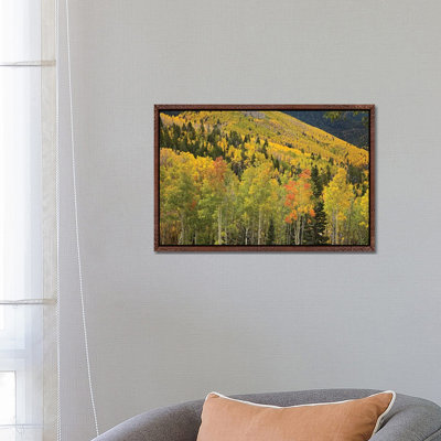 Quaking Aspen Trees In Autumn, Santa Fe National Forest Near Santa Fe, New Mexico II by Tim Fitzharris - Gallery-Wrapped Canvas Giclée on Canvas