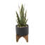 Plante de serpent pour plante