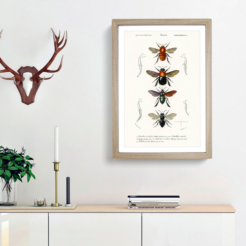 Flying Insect Illustrations PL.1 by Charles d'Orbigny - Picture Frame Graphic Art Print, 48cm H x 36cm W x 2cm D, Oak Framed