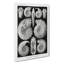 Seashells Ammonitida by Ernst Haeckel - Wrapped Canvas-61847290