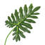 Tige de feuille de Philodendron artificiel Selloum