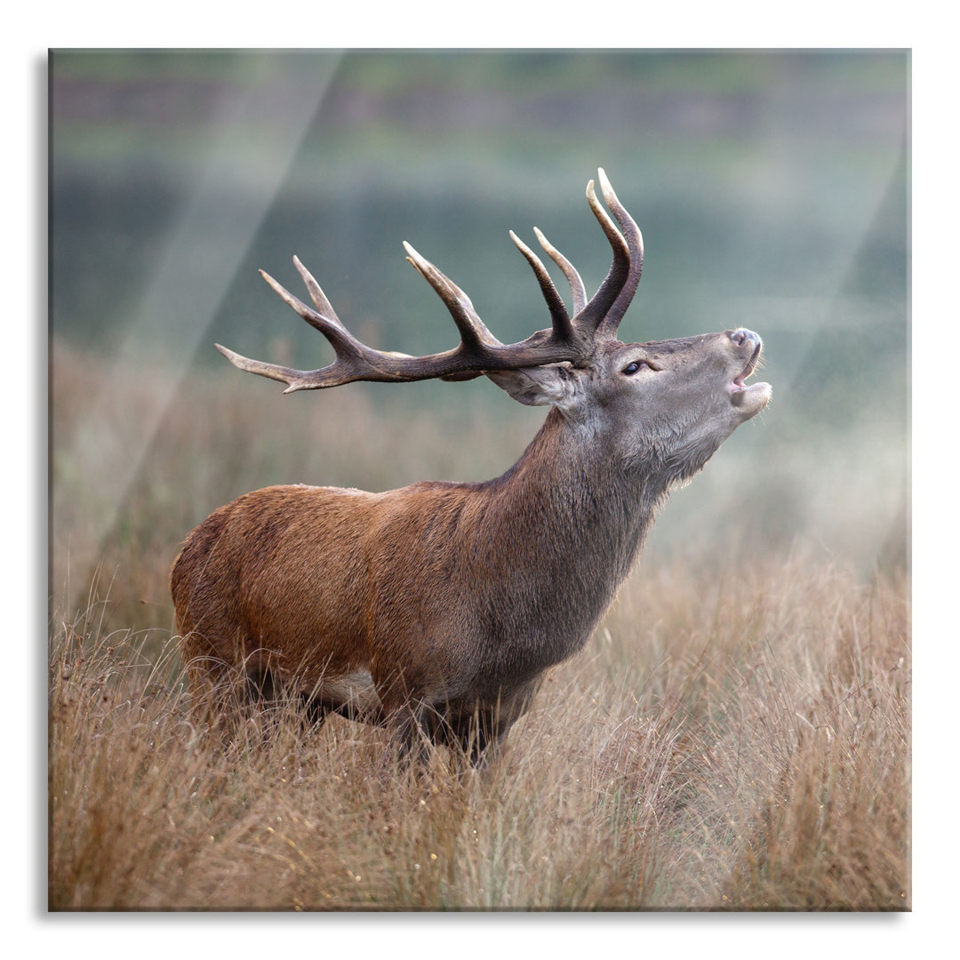 Glasbild Röhrender Hirsch im Feld