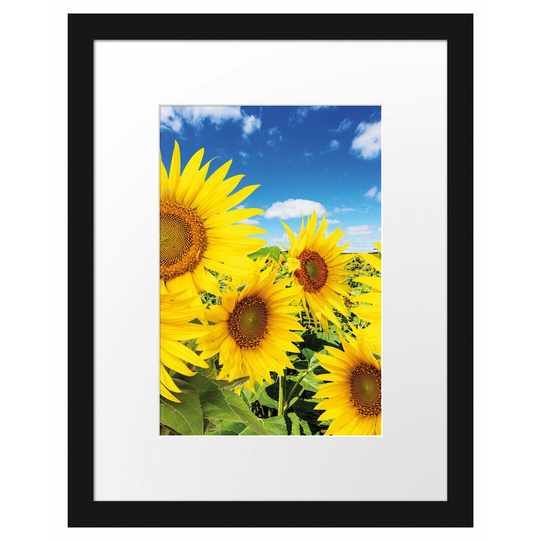 Gerahmtes Poster Sonnenblumenwiese unter Himmel