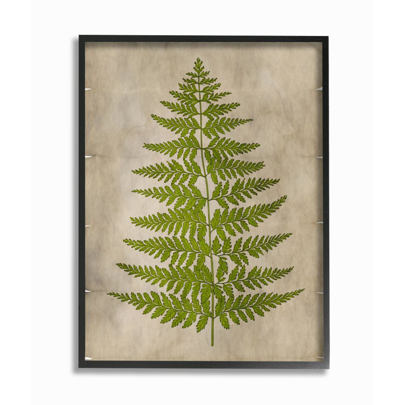 « plante green parchemin », impression, Giclée encadrée noir minuit, H 11 po x l 14 po x P 1,5 po