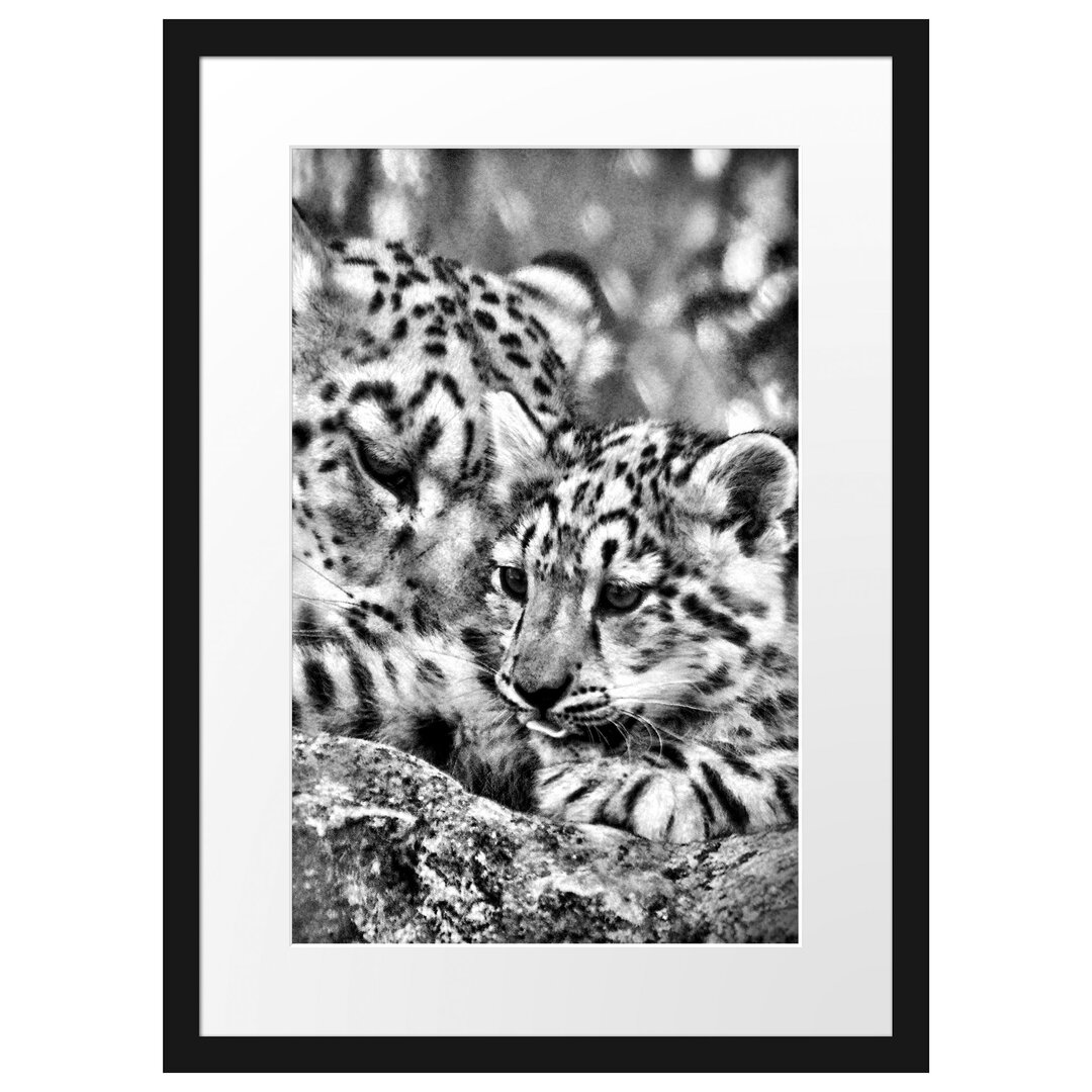 Gerahmtes Poster Leopard mit Jungtier