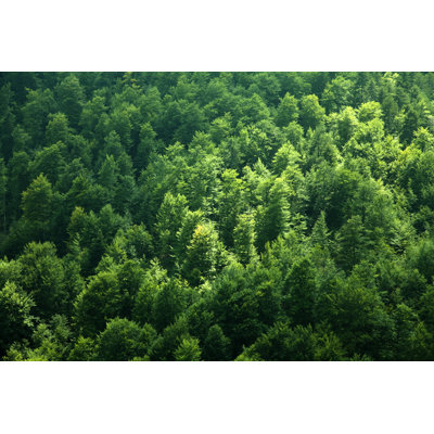 " Forest "
