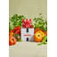 Tomato Season Classic Candle