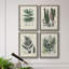 Collection de fougères ix - ensemble de 4 reproductions d'art sur toile encadrées-1268589028-1268590107