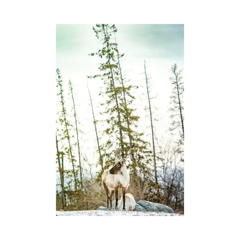 Caribou Posing on the Top of the Hill 1 Piece Wrapped Canvas Wall Art, 66.04 cm H x 45.72 cm W x 3.175 cm D
