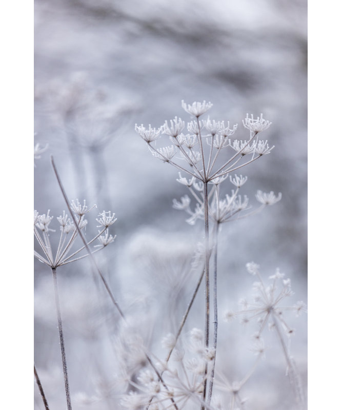 Wrapped Canvas Print, 76.2cm H x 50.8 cm W