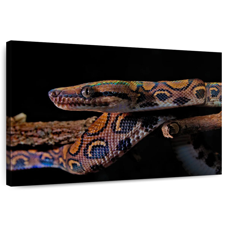 Rainbow Boa Snake