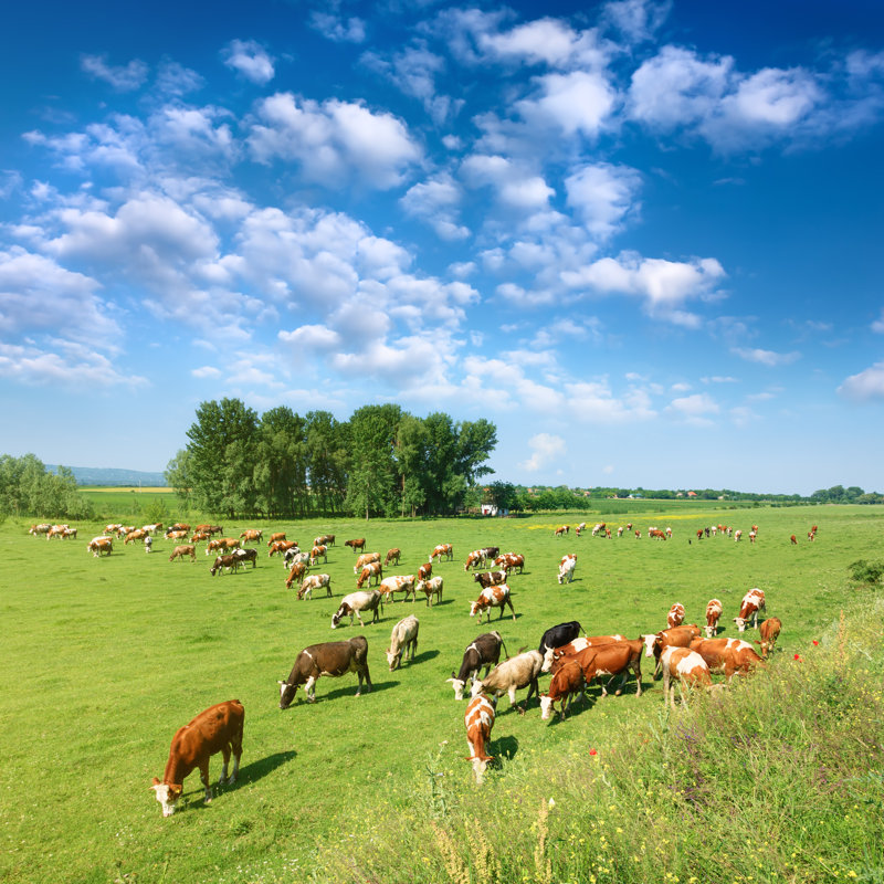 Herd Of Cows Grazing by Rasica - Wrapped Canvas Print, 76cm H x 76cm W