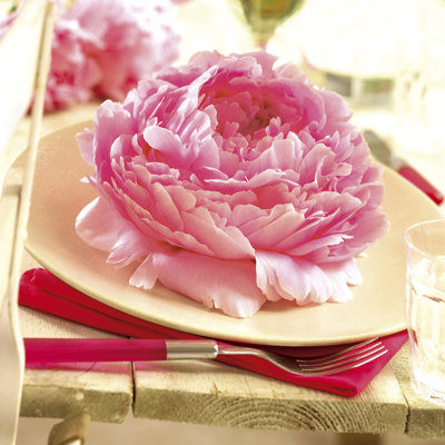 Spring 2017 Peonies Dinnerplate