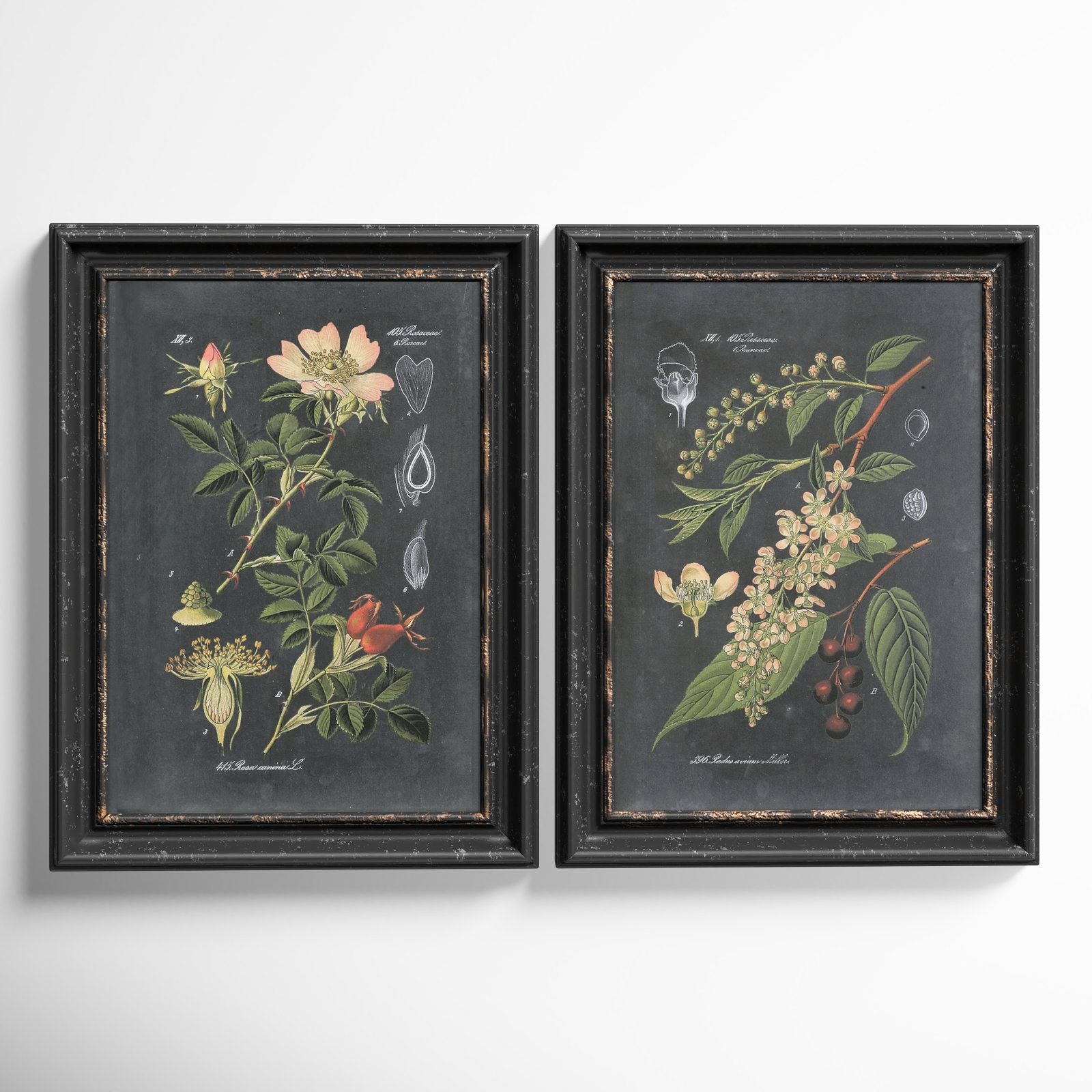 Birch Lane Bergenfield Midnight Botanicals by Vision Studio 2 Piece Picture Frame Graphic Art Print Set on Wood & Reviews | Wayfair