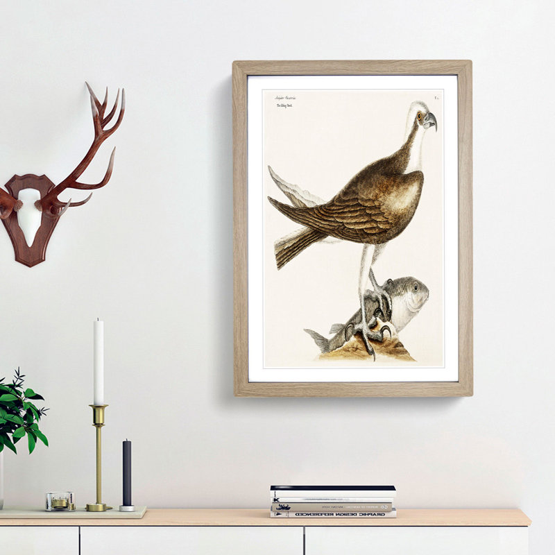 Fishing Hawk by Mark Catesby - Picture Frame Art Print, 36cm H x 27cm W x 2cm D, Oak Framed