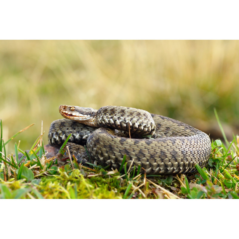 Common Viper Basking On Meadow by Taviphoto - Wrapped Canvas Print, 30cm H x 46cm W x 3.8cm D