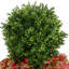 Outdoor Boxwood Topiary Drop-In with Ivy