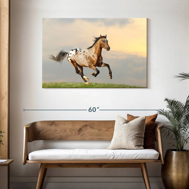 Brampt Majestic Appaloosa Stallion