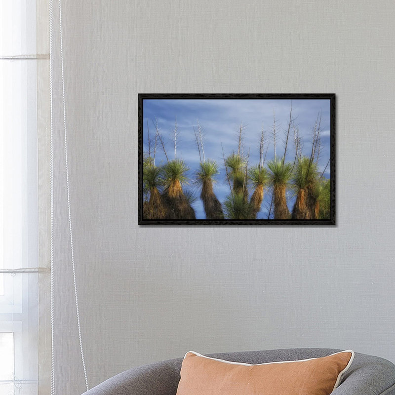 Cactus Display by Dennis Frates - Gallery-Wrapped Canvas Giclée on Canvas, Black, 45.72 cm H x 66.04 cm W  x  4.445 cm D