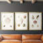 Pastel Knorr Shells IV - impression encadrée sur mesure de qualité supérieure - 3 pièces-51232298-51232299