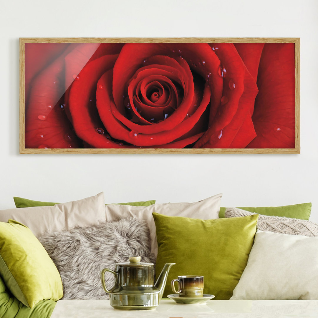 Gerahmtes Poster Rote Rose mit Wasser-Tropfen