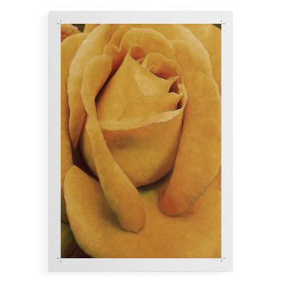 Soft Flower Petals IV -Canvas Print Only - NOT FRAMED