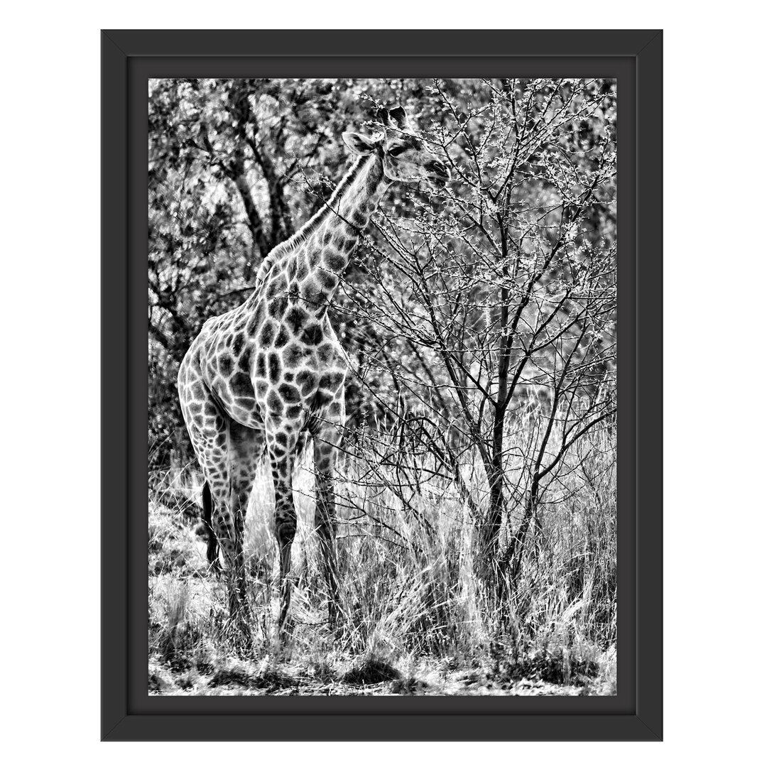 Gerahmtes Wandbild Giraffe beim Fressen