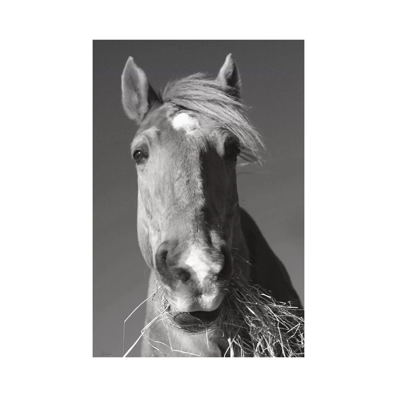 Feeding Time In Black And White by Sue Schlabach - Gallery-Wrapped Canvas Giclée on Canvas, Canvas, 20.32 cm H x 30.48 cm W