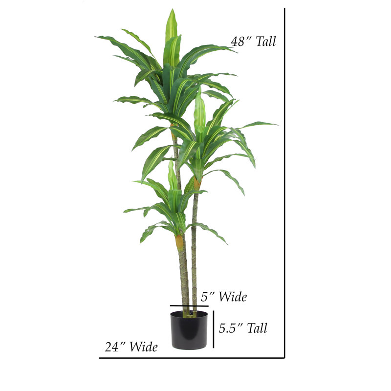 48 po Dracena plante variée