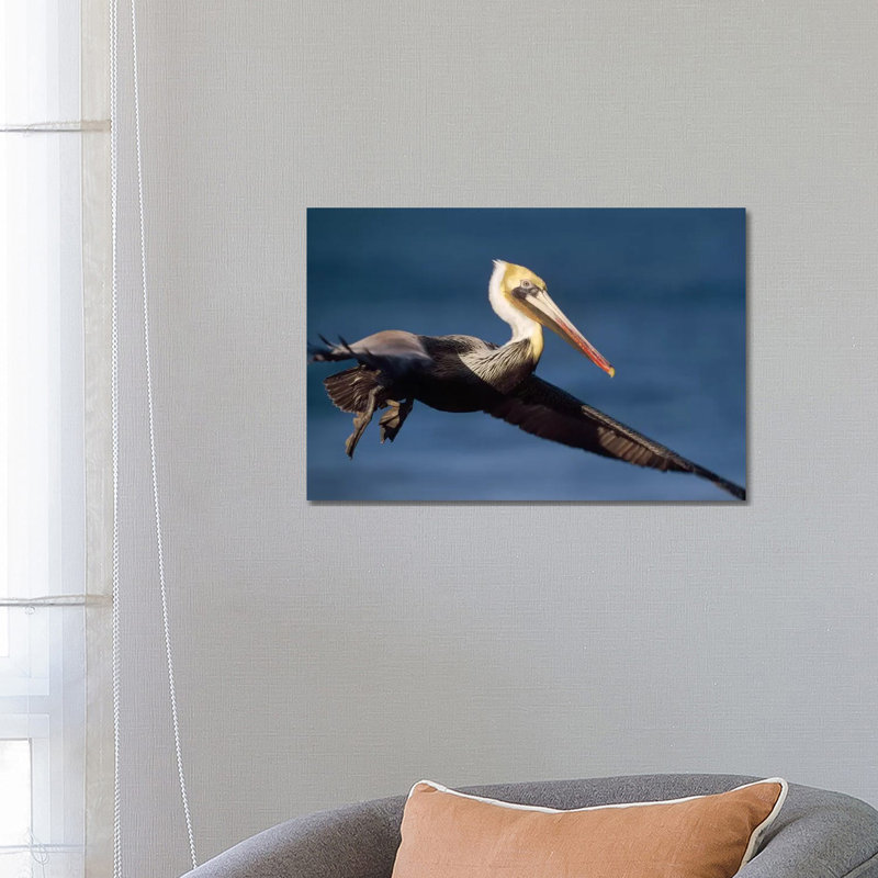 Brown Pelican Flying, California by Tim Fitzharris - Gallery-Wrapped Canvas Giclée on Canvas, Canvas