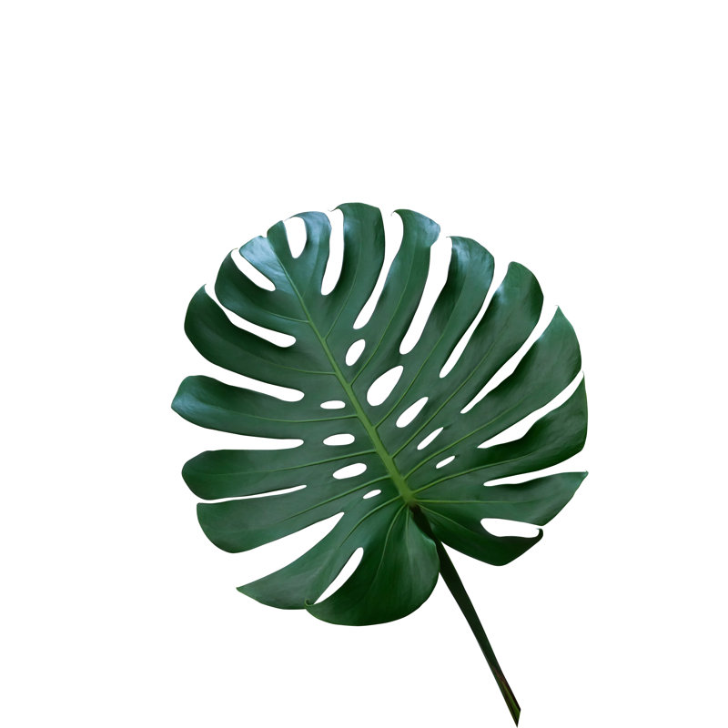 Monstera Deliciosa - Wrapped Canvas Print, 46cm H x 30cm W x 3.8cm D