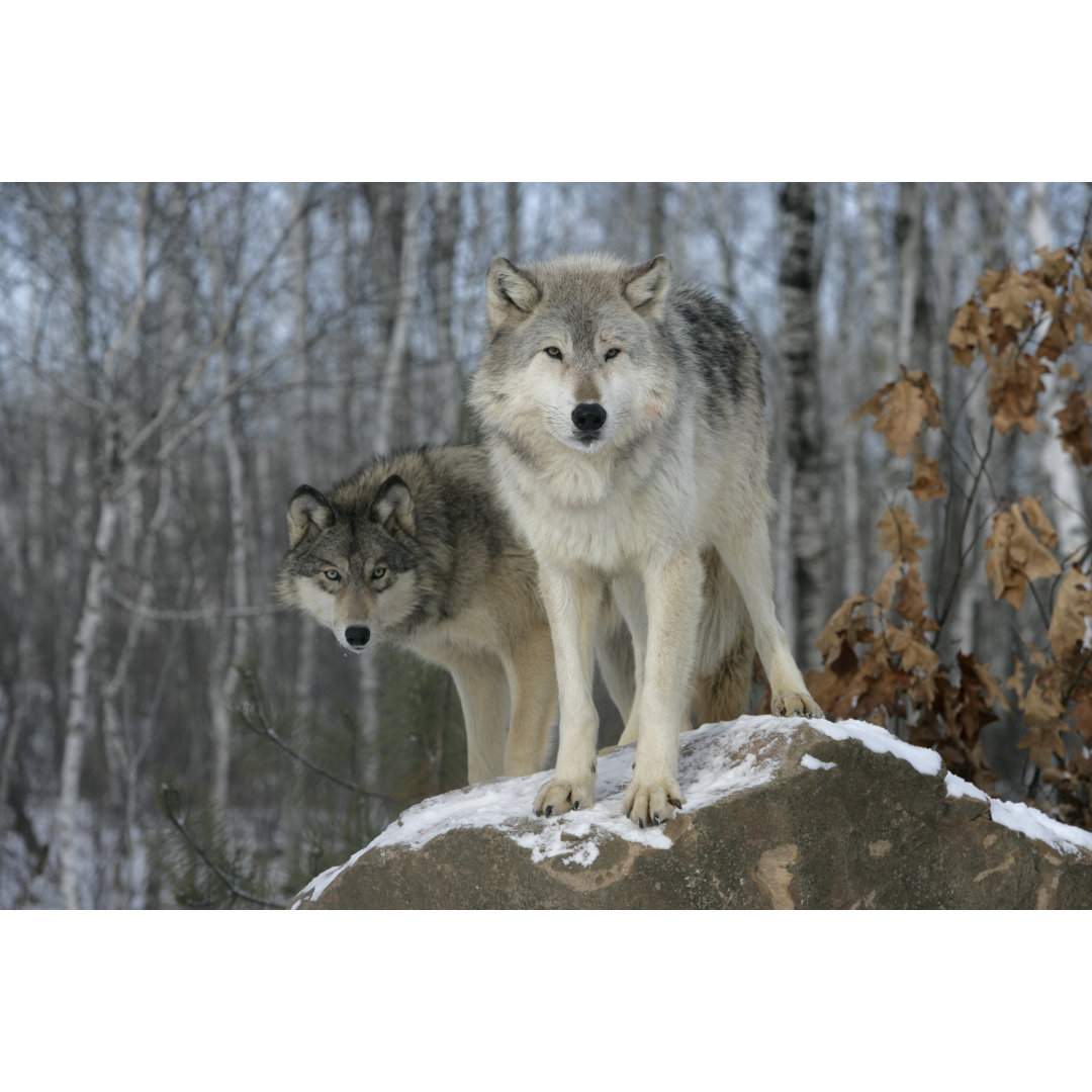 Leinwandbild Grey Wolf, Canis Lupus von Mikelane45