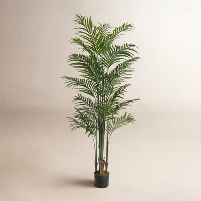 Palm Tree in Pot