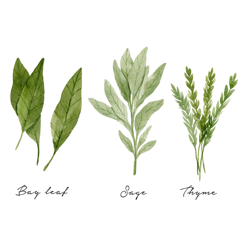 Watercolor Herbs - Wrapped Canvas Painting, 20cm H x 30cm W x 3.8cm D