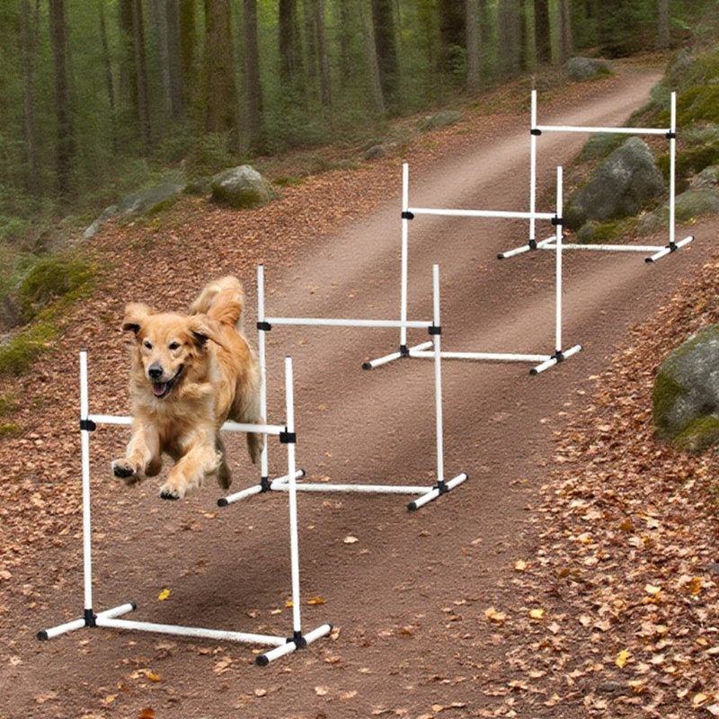 Équipement de dressage pour chien