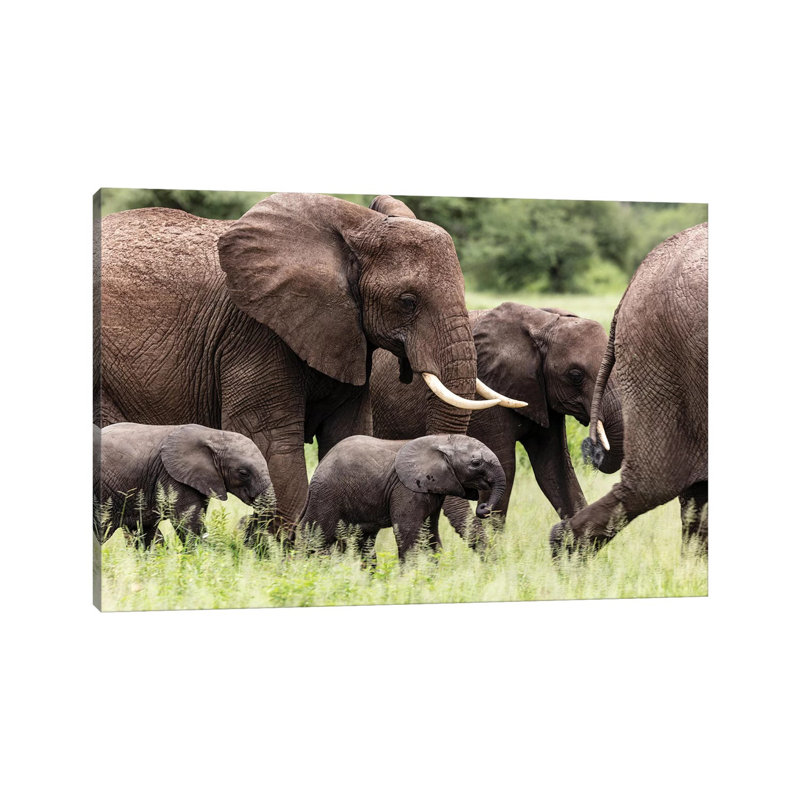 Babies by Anders Jorulf - Wrapped Canvas Gallery-Wrapped Canvas Giclée, 30.48cm H x 45.72cm W
