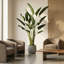 Bird of Paradise in Fiberstone Planter
