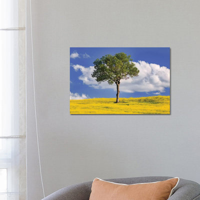 Italy, San Quirico D'Orcia. Tree And Farm Crop. by Jaynes Gallery - Wrapped Canvas Gallery-Wrapped Canvas Giclée