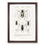Beetle Illustrations PL.13 by Charles D'Orbigny - Single Picture Frame Print-55544112-55544113