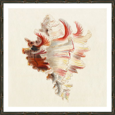 Conch Shell Giclee Print by Soicher Marin Archives