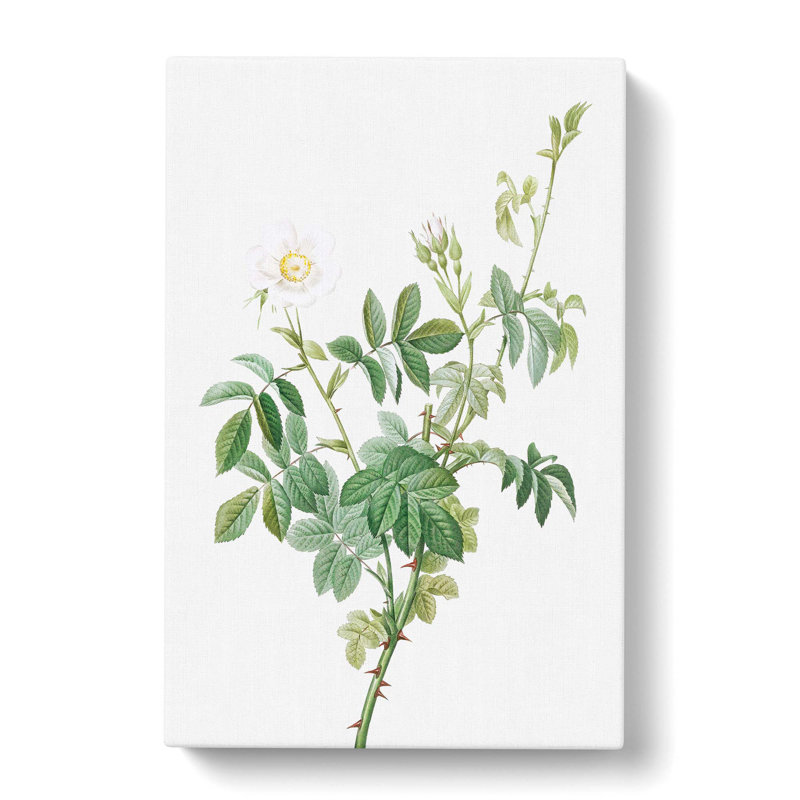 White Downy Rose by Pierre-Joseph Redoute - Wrapped Canvas Print, 76cm H x 50cm W x 3cm D