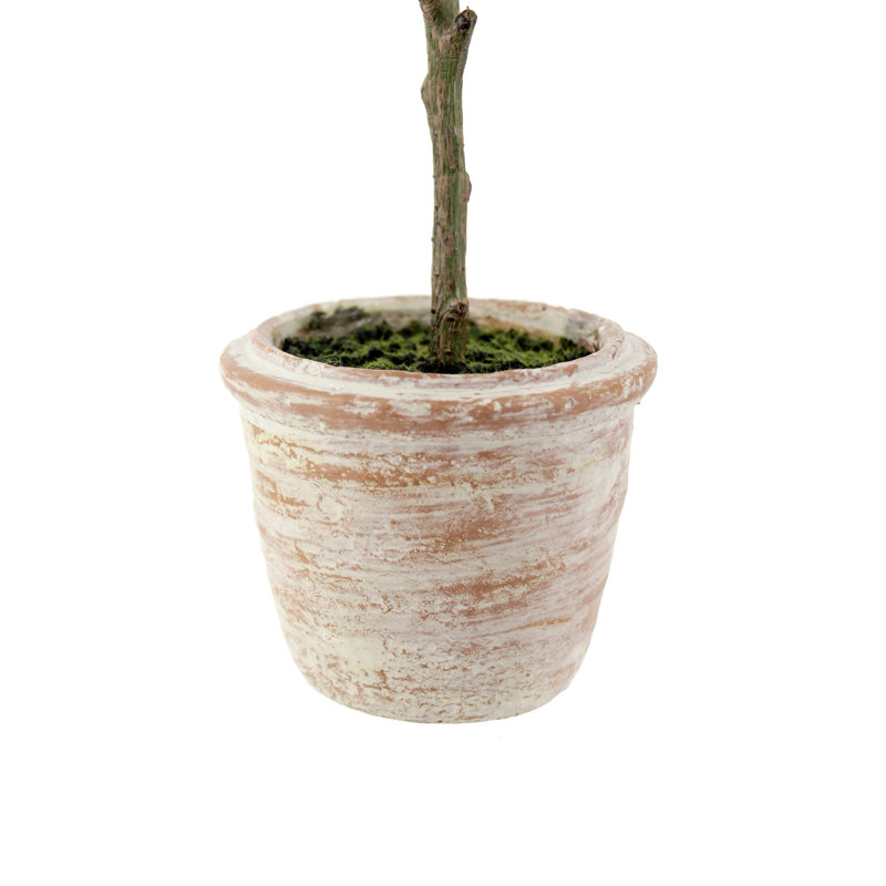 PLANT 2PK POT ROSEMARY 12IN OLIVE 16IN
