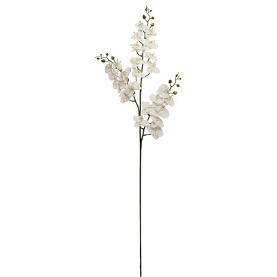 6pc 66"phalaenops X3/24f/18b