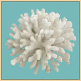 Coral Aqua 6' Framed Photographic Print