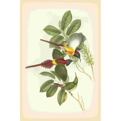 Gould, oiseaux des tropiques III